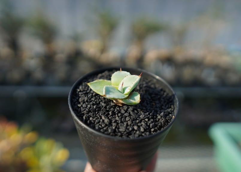 アガベ パリー トランカータ Agave parryi var. truncata | man