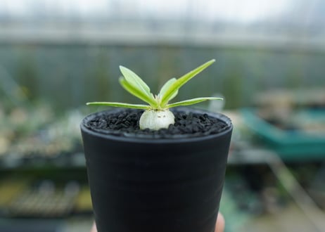 パキポディウム　恵比寿笑い　Pachypodium brevicaule　No.5