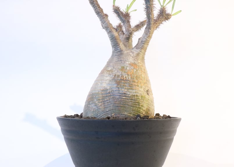 パキポディウム グラキリス No.127 | mana's farm:塊根植物