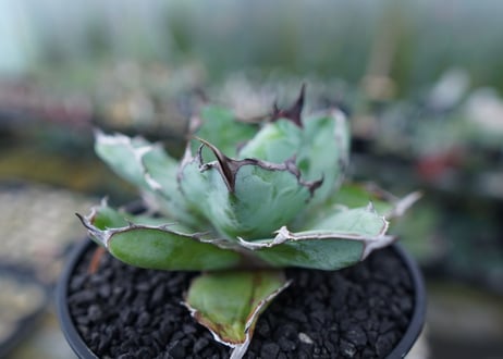 アガベ　チタノタ　 ブラックアンドブルー 　Agave titanota black and blue　No.2