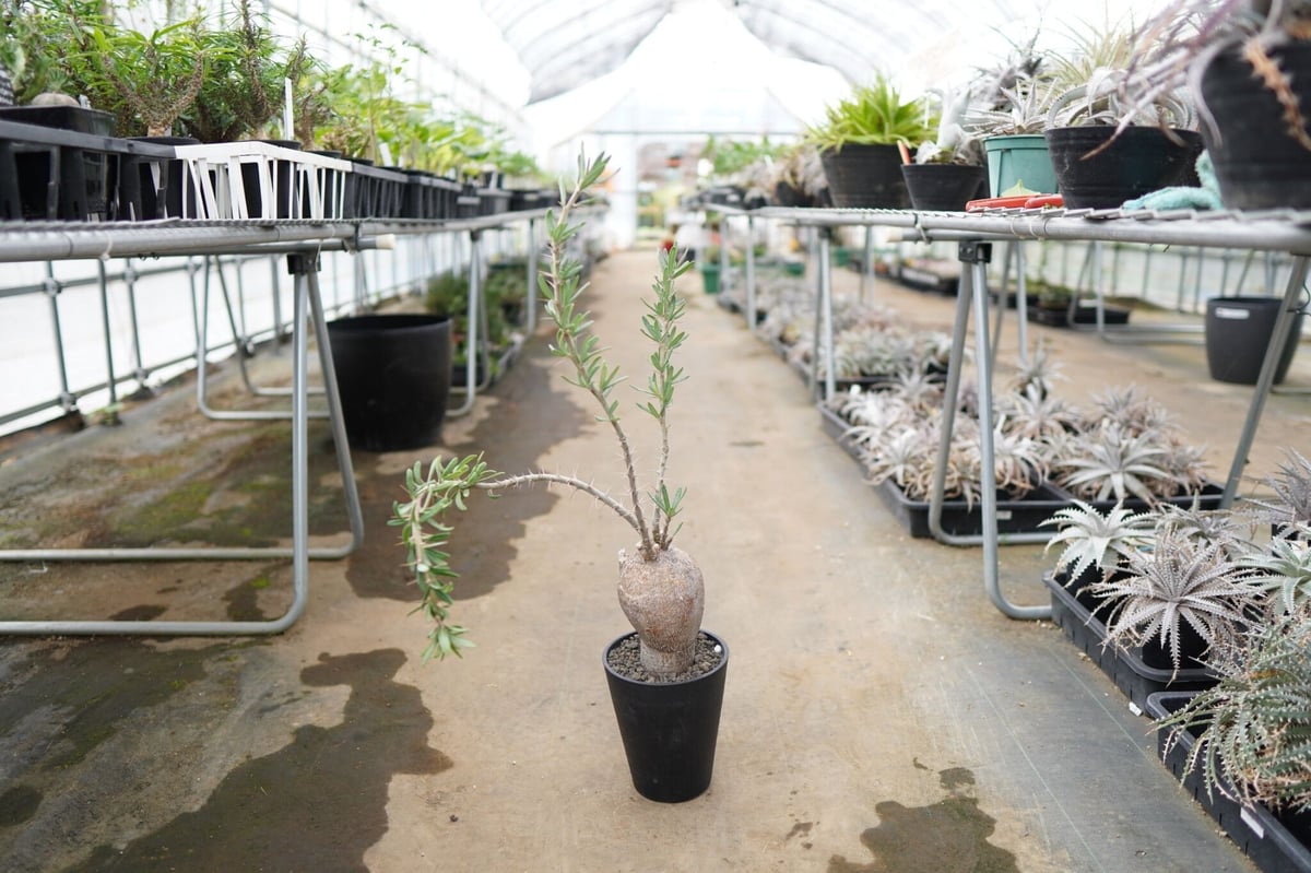 寒さに強いパキポディウム】パキポディウム サキュレンタム | mana's