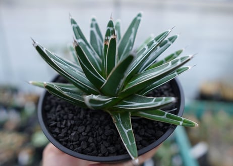 アガベ　笹の雪　Agave victoriae reginae　No.5