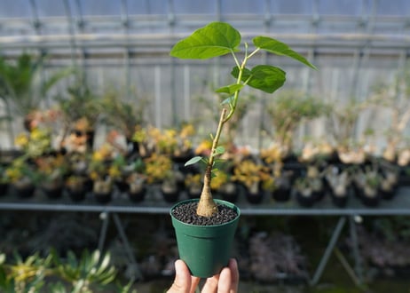 フィカス パルメリー Ficus palmeri