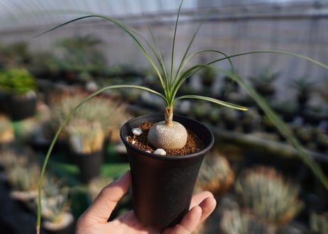 ボーカルネア　グラキリス　Beaucarnea gracilis