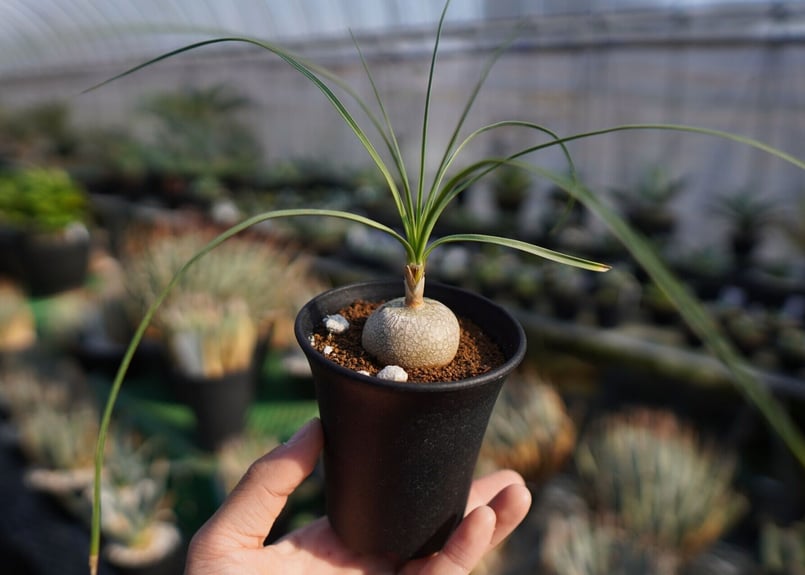 ボーカルネア グラキリス Beaucarnea gracilis | mana's farm: