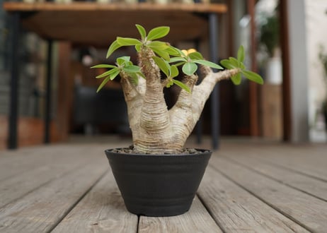 パキポディウム マカイエンセ　Pachypodium makayense