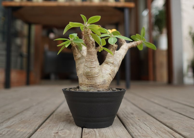 パキポディウム マカイエンセ Pachypodium makayense | mana's g