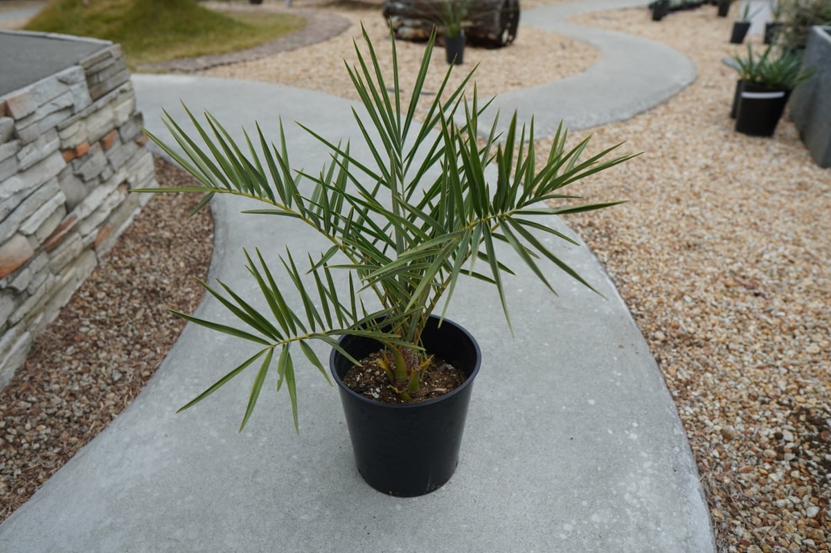 ナツメヤシ｜ Phoenix dactylifera（Date Palm） | DESERT INC.