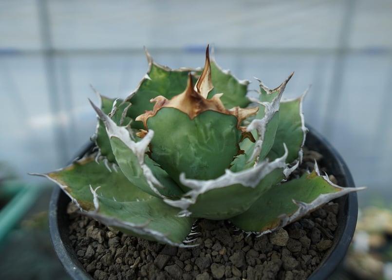 アガベ チタノタ R agave titanota R | mana's farm:塊根植物・