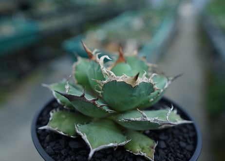 アガベ　チタノタ　烈焔 Agave titanota "烈焔"　No.3
