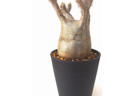Pachypodium    パキポディウム　グラキリス 未発根