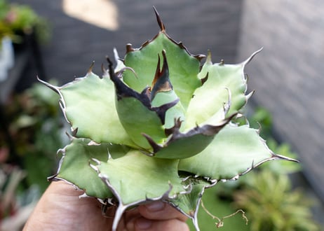 Agave ハデス 黒獄 A  NO.2