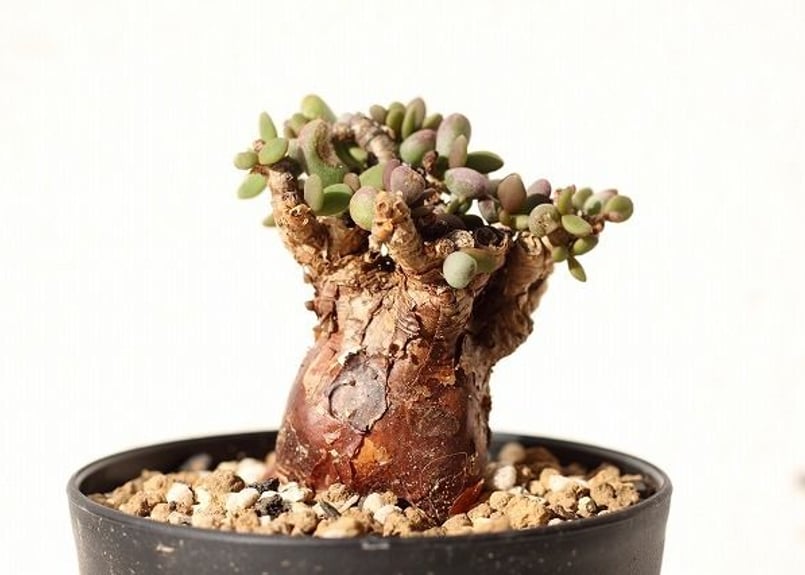 ケラリア ピグマエア Ceraria pygmaea no.3 | mana's green ケラリア ピグマエア Ceraria pygmaea no.3 | mana's green