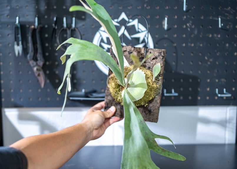 ビカクシダ ウィリンキー ペドロタツタ Platycerium willinckii cv P