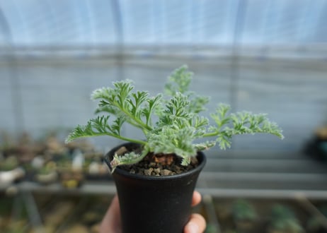 ペラルゴニウム　アッペンディクラツム　Pelargonium appendiculatum　C15