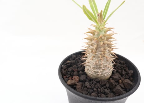 パキポディウム　マカイエンセ　実生　№３
