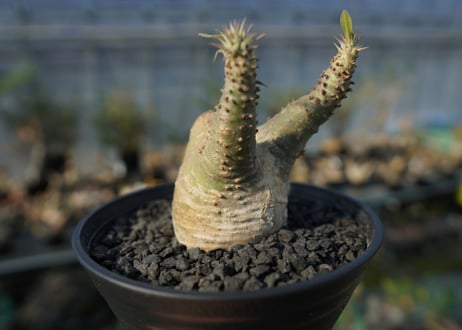 パキポディウム マカイエンセ　Pachypodium makayense　No.6
