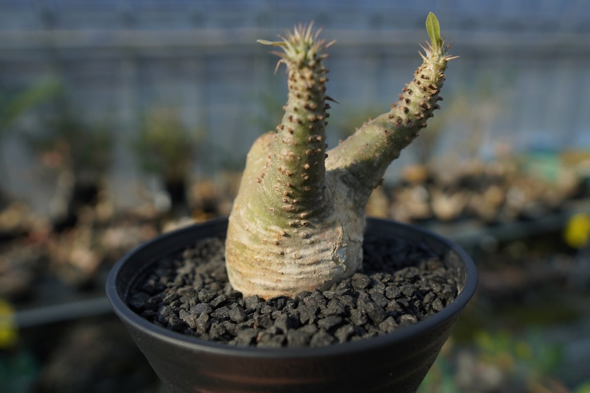 パキポディウム マカイエンセ Pachypodium makayense No.6 | man