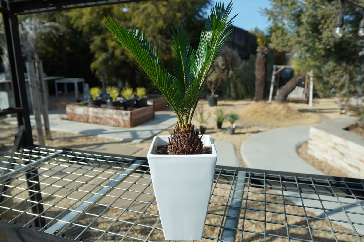 蘇鉄 ソテツ ―― ヤシ ココス サバル アガベ ―― ソテツ 【2】 蘇鉄 ソテツ 2頭 ――ヤシ ココス サバル アガベ ―― その他観葉