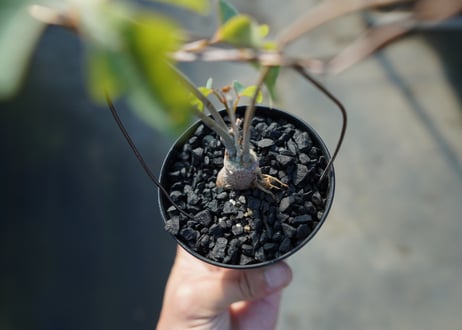 アデニア　イサロエンシス　Adenia isaloensis