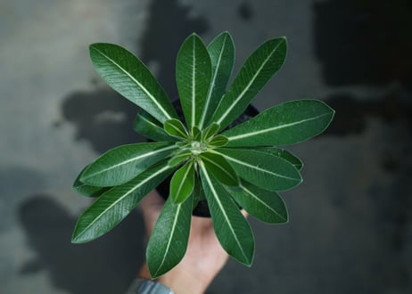 パキポディウム　恵比寿大黒　Pachypodium Densicaule　No.7