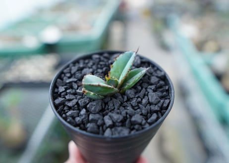 アガベ　チタノタ　 ブラックアンドブルー 　Agave titanota black and blue　No.16