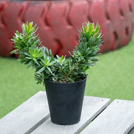 リューカデンドロン | STORES