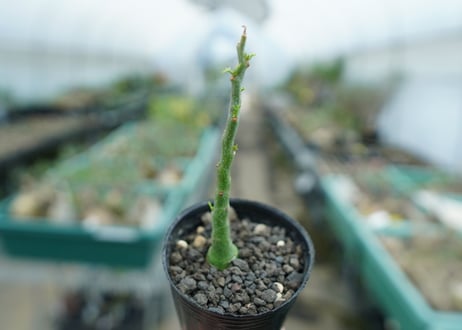 アデニア　グラウカ　Adenia Glauca　No.1