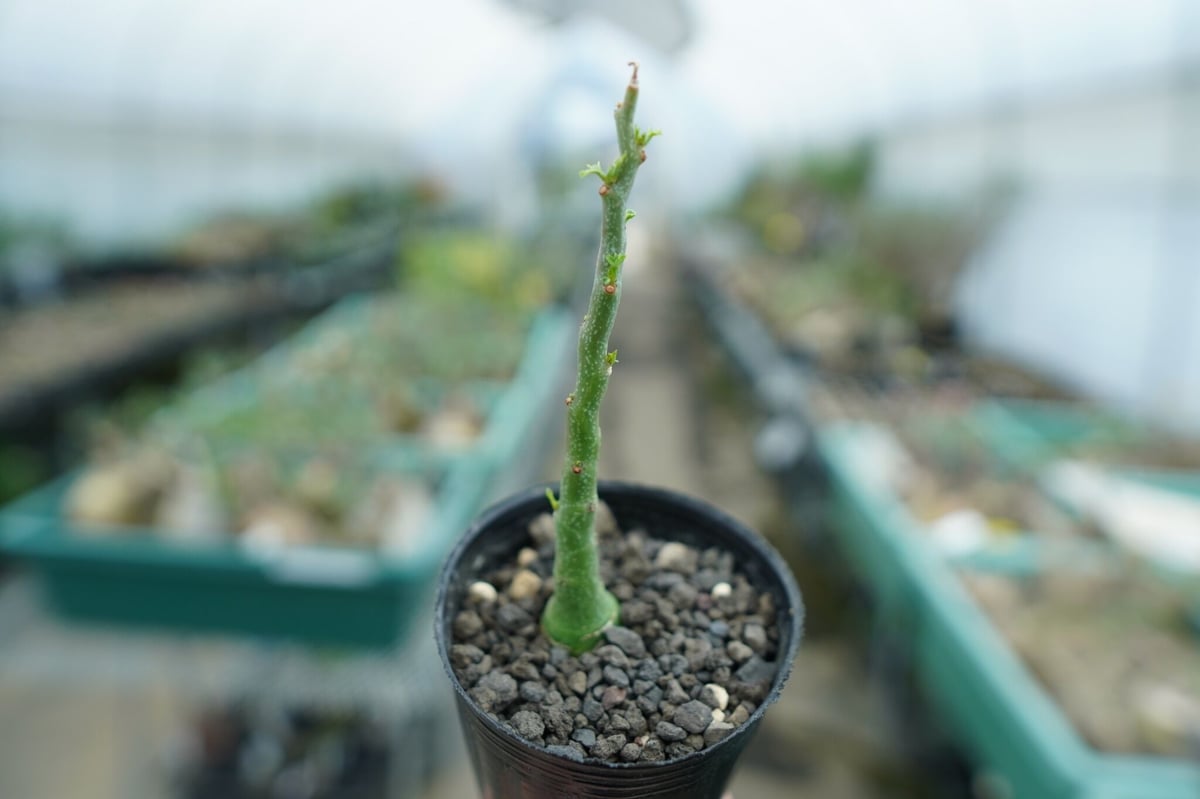 アデニア グラウカ Adenia Glauca No.1 | mana's farm:塊根植物