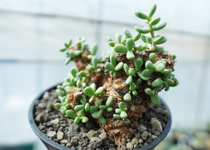 ケラリア ピグマエア Ceraria pygmaea No.10 | mana's farm