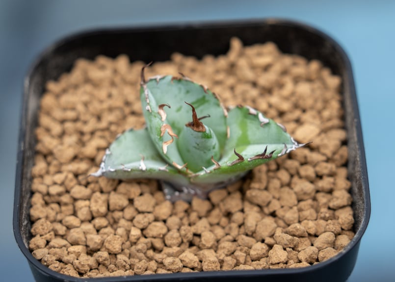 アガベ ホワイトアイス カキコ株 | mana's farm:塊根植物・アガベ