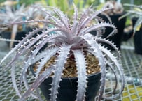 P. willinckii 'Nano' (spore) | mana's farm:塊根植物