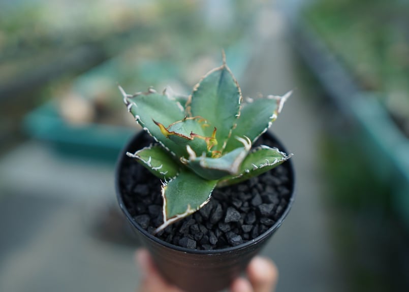 アガベ チタノタ xxx 親株 菊鉢6号 【公式通販】