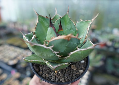 アガベ　チタノタ　FO-76　agave titanota  FO-76 No.2