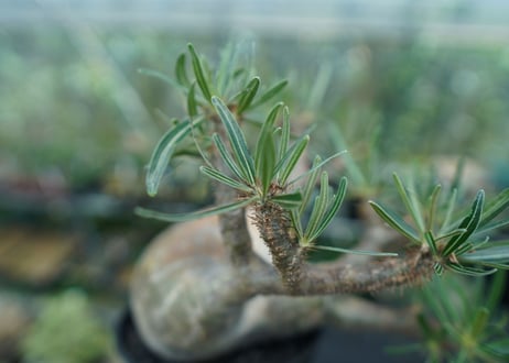 パキポディウム　グラキリス　 Pachypodium Gracilius  No.4