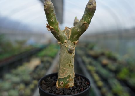チレコドン　パニキュラータス　Tylecodon paniculatus  No.3