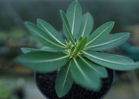 パキポディウム　恵比寿大黒　Pachypodium Densicaule　No.3