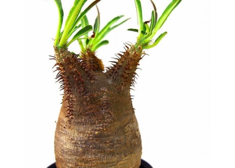 Pachypodium Gracilius パキポディウム  グラキリス  №6  little