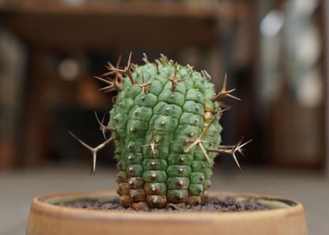 ユーフォルビア　群星冠　Euphorbia stellispina