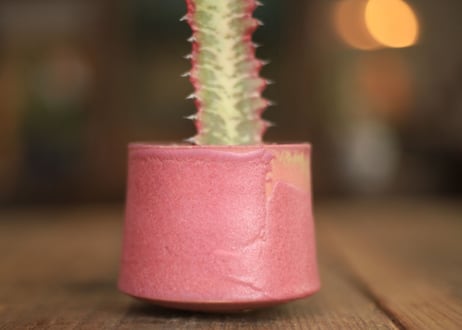 ユーフォルビア  紅彩雲閣　Euphorbia trigona f. rubra