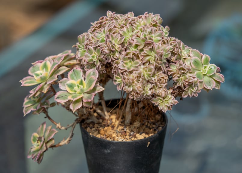 アエオニウム サンバースト 綴化 | mana's farm:塊根植物・アガベ