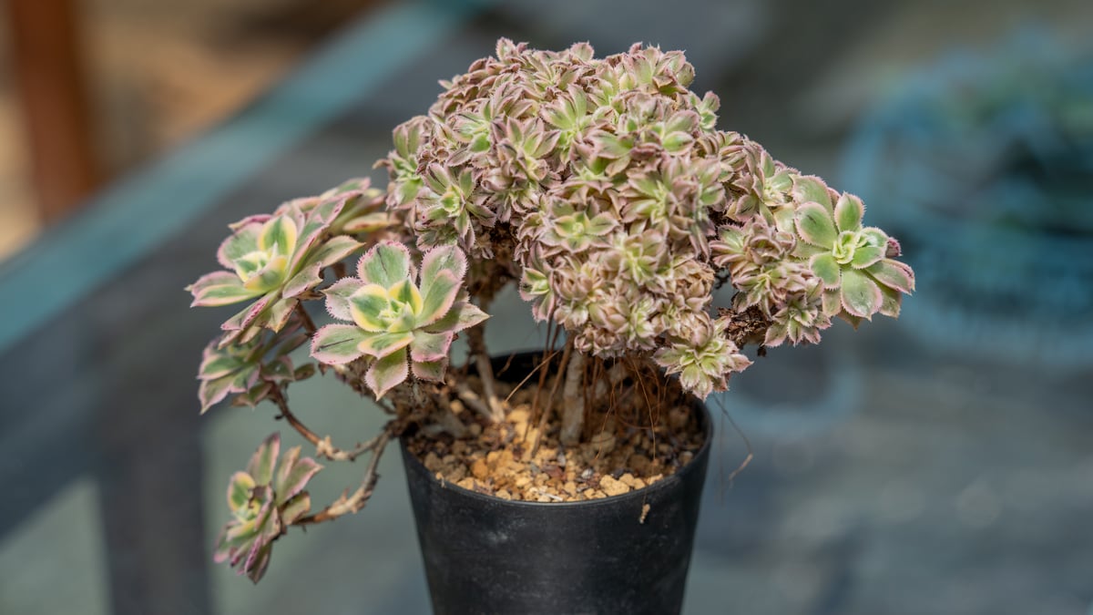 韶秀超大綴化 アエオニウム 多肉植物 抜き苗 名前付き発送 アエオニウム サンバースト 綴化 | mana's farm:塊根植物・アガベ