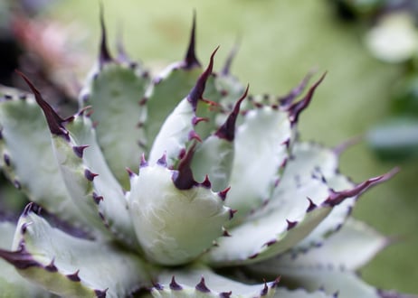 Agave macroacantha x Potatorum　大　超短葉
