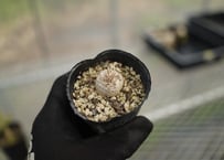 パキポディウム　恵比寿大黒　沖縄実生　No.5