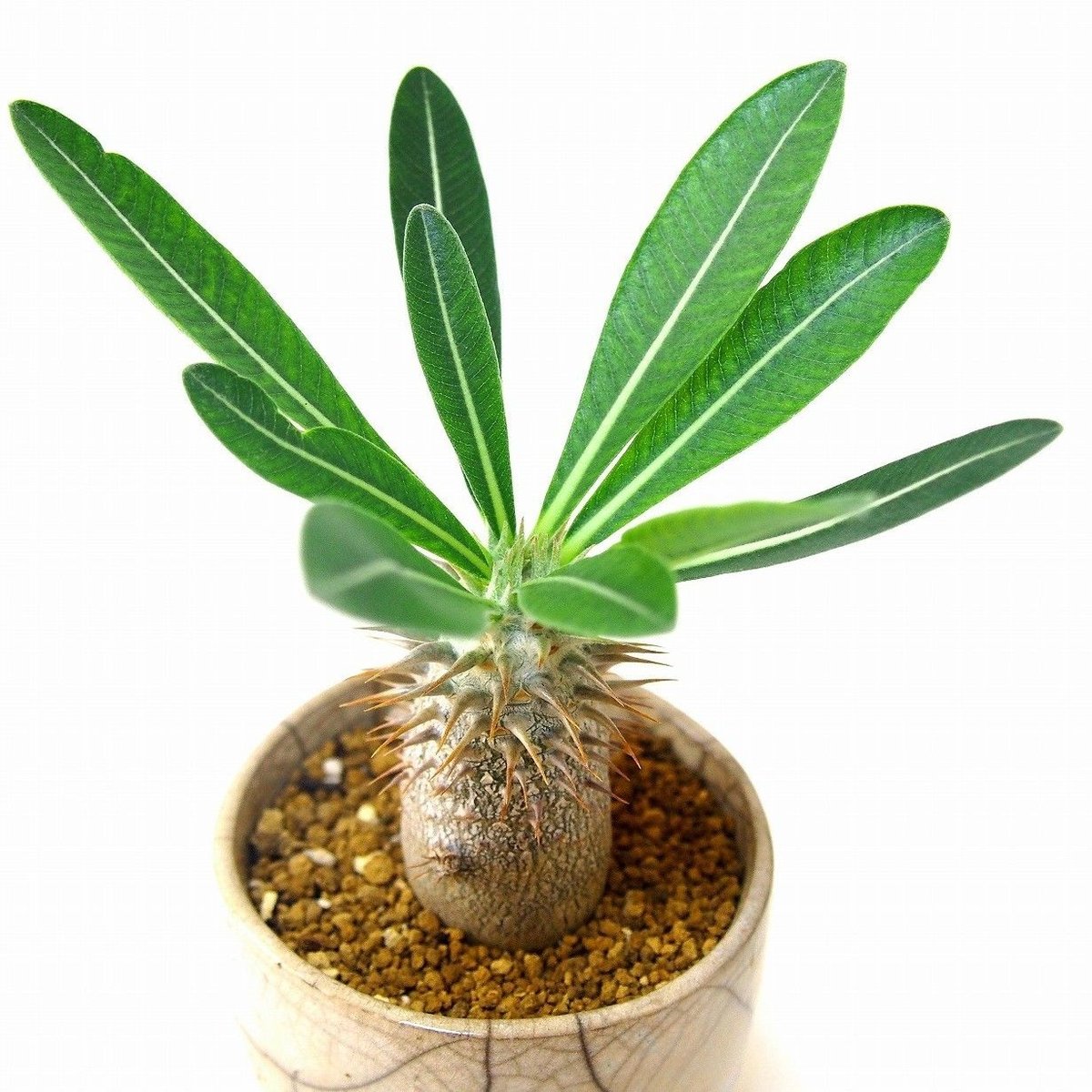 Pachypodium densiflorum パキポディウム デンシフローラム シバ女王の