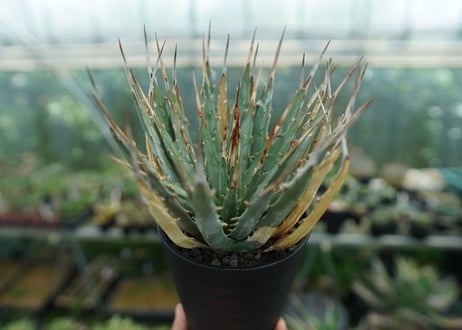 アガベ　ユタエンシス　Agave uthaensis　No.9