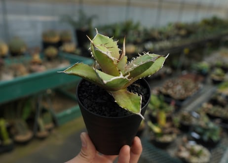アガベ　チタノタ　 獅子光 agave titanota Lion light 子株  No.1