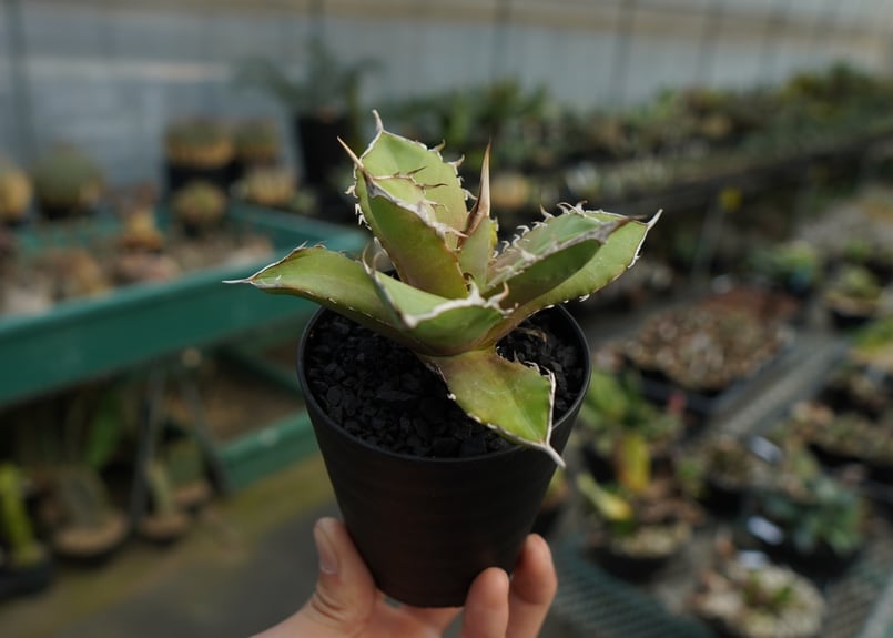 アガベ チタノタ 獅子光 agave titanota Lion light 子株 No.