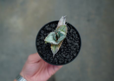 アガベ　チタノタ　ホワイトアイス 　agave titanota whiteice No.1