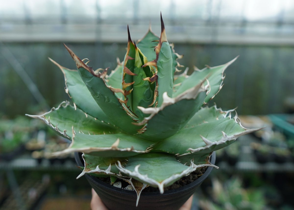 アガベ チタノタ FO-76 agave titanota FO-76 No.3 | ma